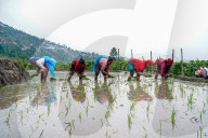 Paddy Planting Begins In Nepal