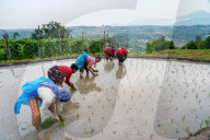 Paddy Planting Begins In Nepal