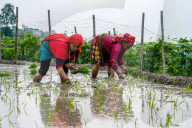 Paddy Planting Begins In Nepal