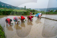 Paddy Planting Begins In Nepal