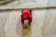 Paddy Planting Begins In Nepal