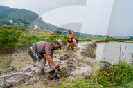Paddy Planting Begins In Nepal