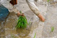 Paddy Planting Begins In Nepal