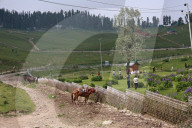 Tourism In Kashmir Valley Sees Sharp Decline