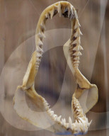 Opening Of The "Sharks" Exhibition, Through The American Museum Of Natural History In New York, In Collaboration With The Coppel Foundation And The Natural History Museum Of Mexico City