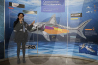 Opening Of The "Sharks" Exhibition, Through The American Museum Of Natural History In New York, In Collaboration With The Coppel Foundation And The Natural History Museum Of Mexico City