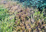 Drought Severity