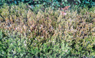 Drought Severity