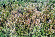 Drought Severity