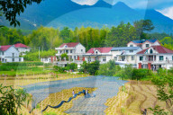 Ginger Planting Base in Anqing