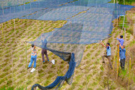 Ginger Planting Base in Anqing