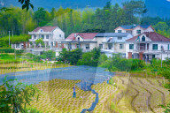 Ginger Planting Base in Anqing