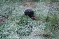 Snow Down Under: Tiere im Aussie Ark Zoo in Barrington Tops erleben ihren ersten Schnee