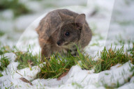 Snow Down Under: Tiere im Aussie Ark Zoo in Barrington Tops erleben ihren ersten Schnee