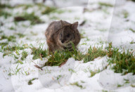 Snow Down Under: Tiere im Aussie Ark Zoo in Barrington Tops erleben ihren ersten Schnee