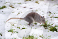 Snow Down Under: Tiere im Aussie Ark Zoo in Barrington Tops erleben ihren ersten Schnee
