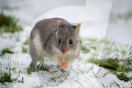 Snow Down Under: Tiere im Aussie Ark Zoo in Barrington Tops erleben ihren ersten Schnee
