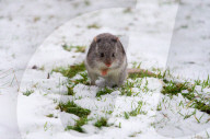 Snow Down Under: Tiere im Aussie Ark Zoo in Barrington Tops erleben ihren ersten Schnee