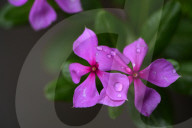 Flower After Rain