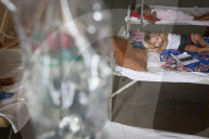 Children Dengue Patient In Bangladesh 