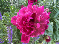 Peony Flowers Blooming In Toronto, Canada