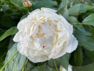 Peony Flowers Blooming In Toronto, Canada