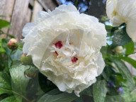Peony Flowers Blooming In Toronto, Canada