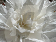 Peony Flowers Blooming In Toronto, Canada