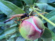 Peony Flowers Blooming In Toronto, Canada