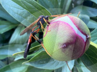 Peony Flowers Blooming In Toronto, Canada