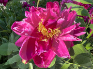 Peony Flowers Blooming In Toronto, Canada