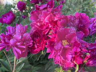 Peony Flowers Blooming In Toronto, Canada