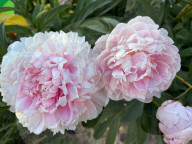 Peony Flowers Blooming In Toronto, Canada