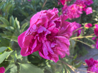 Peony Flowers Blooming In Toronto, Canada