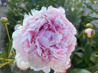 Peony Flowers Blooming In Toronto, Canada