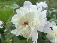 Peony Flowers Blooming In Toronto, Canada