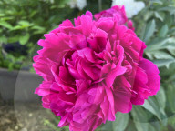 Peony Flowers Blooming In Toronto, Canada
