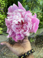 Peony Flowers Blooming In Toronto, Canada