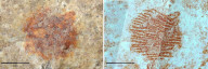 Oldest Neanderthal fingerpint found