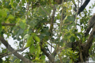 India-Animal-Birds-Squirrel