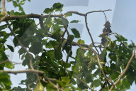 India-Animal-Birds-Squirrel