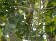 India-Animal-Birds-Squirrel