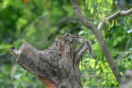 India-Animal-Birds-Squirrel