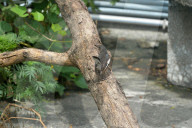 India-Animal-Birds-Squirrel