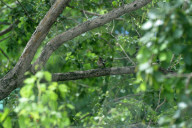 India-Animal-Birds-Squirrel