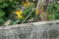 India-Animal-Birds-Squirrel