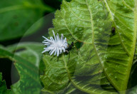 Coccinellidae Larva Hunted Camponotus Parius Ant - Ladybugs - Animal India