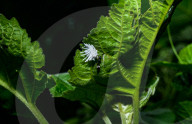 Coccinellidae Larva Hunted Camponotus Parius Ant - Ladybugs - Animal India