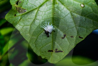 Coccinellidae Larva Hunted Camponotus Parius Ant - Ladybugs - Animal India