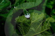 Coccinellidae Larva Hunted Camponotus Parius Ant - Ladybugs - Animal India